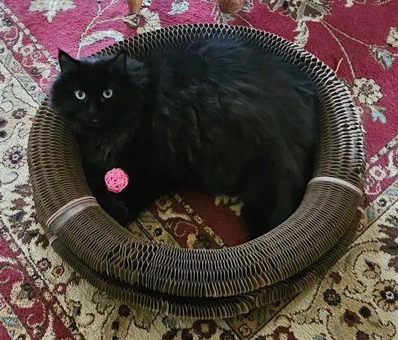 Fluffy black cat curled up inside a Kitty Kurlz cardboard scratcher ring with a pink wicker ball on an oriental rug