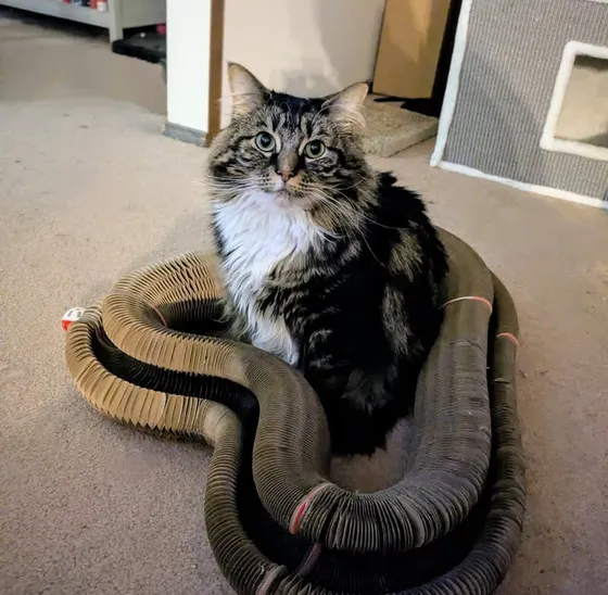 Fluffy brown tabby sitting inside a stretched Kitty Kurlz cardboard scratcher on carpet