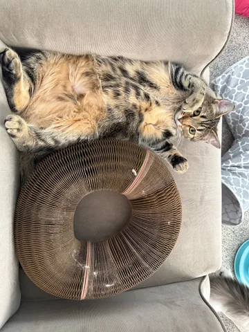 Fluffy brown tabby lying belly-up on an armchair next to a Kitty Kurlz cardboard scratcher ring