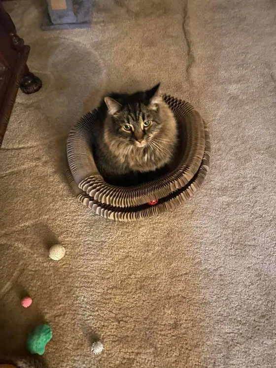 Fluffy brown tabby sitting inside a Kitty Kurlz cardboard scratcher ring on carpet with toys nearby