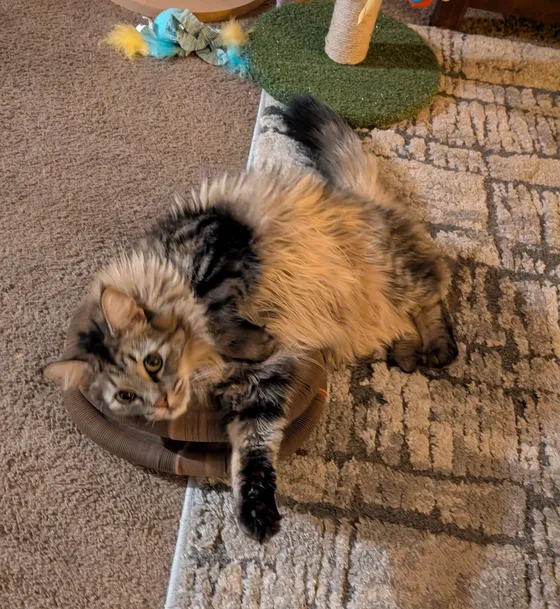 Fluffy longhair tabby rolling playfully on a Kitty Kurlz scratcher ring on carpet