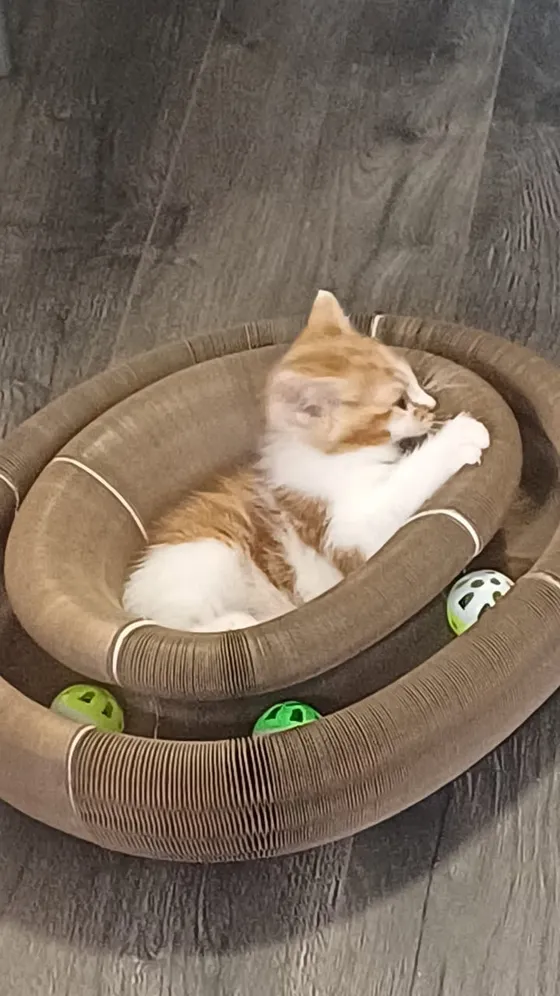 Fluffy orange-and-white kitten relaxing in a Kitty Kurlz scratcher with green rattle balls in the track