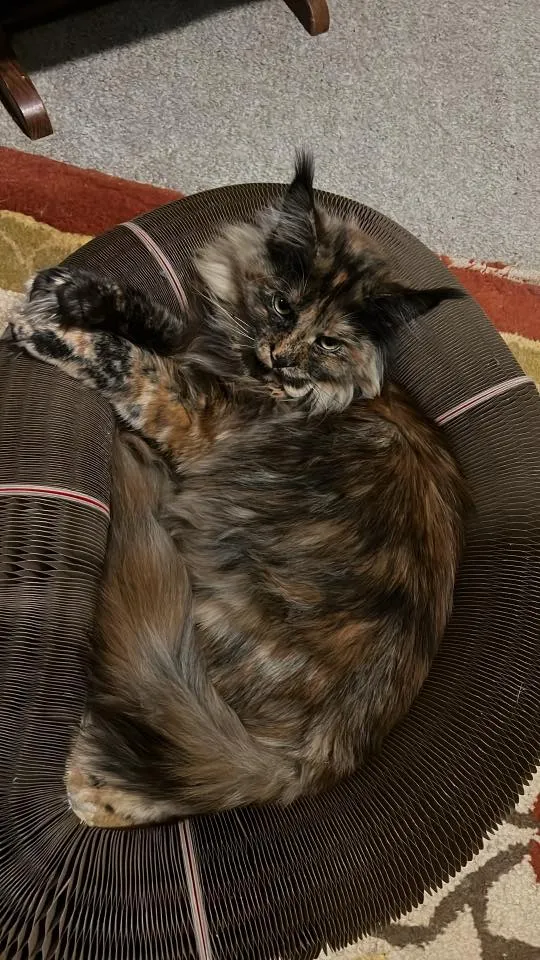 Fluffy tortoiseshell cat curled inside a Kitty Kurlz cardboard scratcher ring looking up at the camera