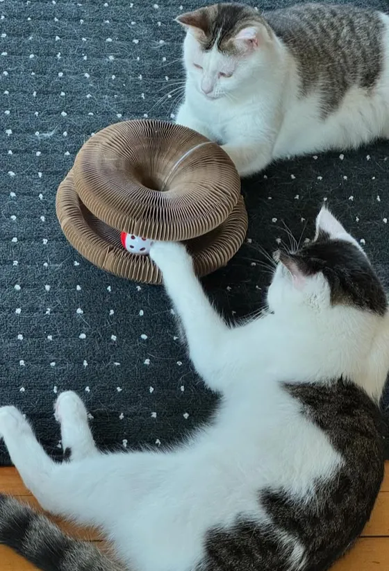Kitten reaching for the rattle ball inside a Kitty Kurlz scratcher while another cat watches