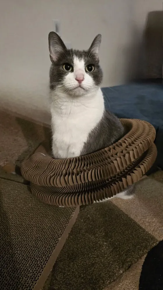 Gray-and-white cat sitting upright inside a Kitty Kurlz cardboard scratcher ring