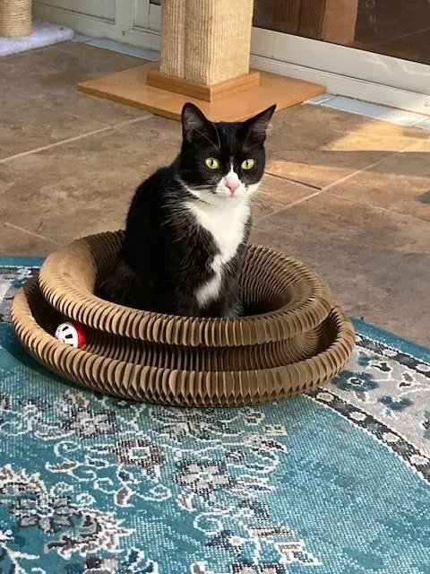 Gray-and-white cat napping inside a Kitty Kurlz cardboard scratcher on a hardwood floor