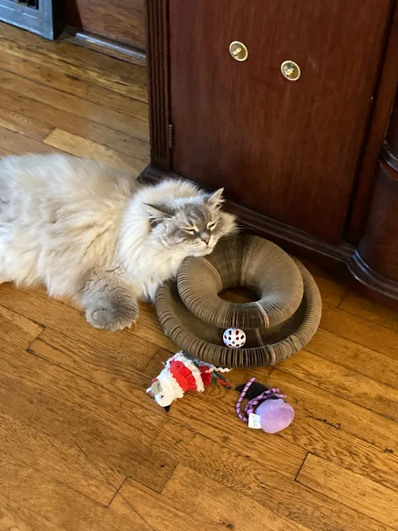 Fluffy gray-and-white cat resting its head on a Kitty Kurlz scratcher ring with a white rattle ball