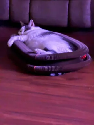 Gray and white cat dozing curled up in a Kitty Kurlz cardboard scratcher on a wood floor