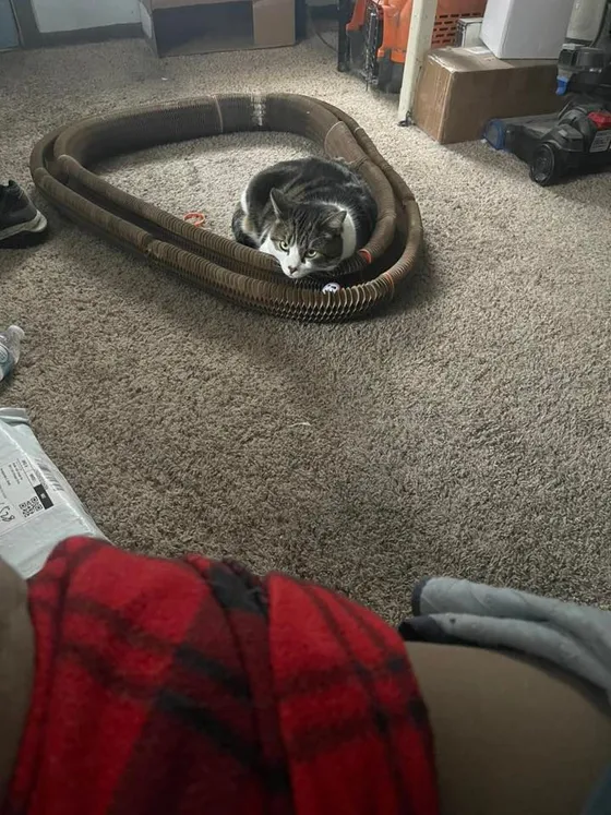 Gray and white cat resting on the edge of a fully stretched Kitty Kurlz cardboard scratcher track