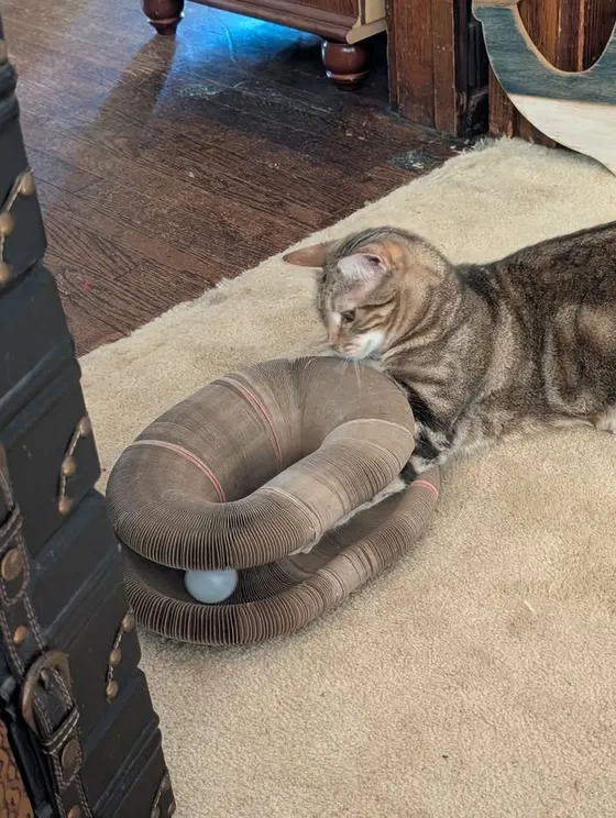 Tabby cat nosing a folded Kitty Kurlz cardboard scratcher with a white ball in its track on a cream rug