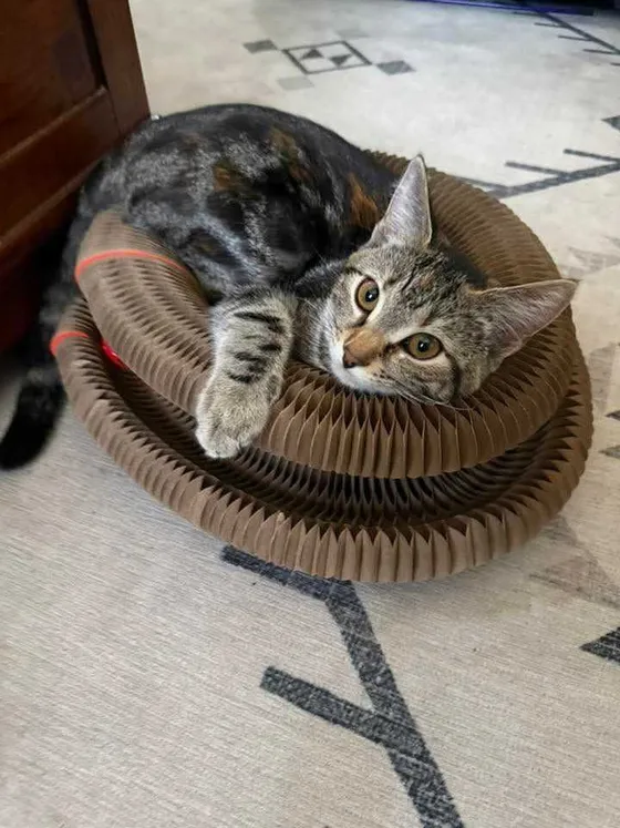 Young tabby cat lounging on a Kitty Kurlz scratcher ring with its head resting on the rim