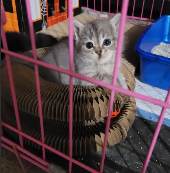 Gray kitten sitting on a Kitty Kurlz cardboard scratcher inside a pink wire playpen