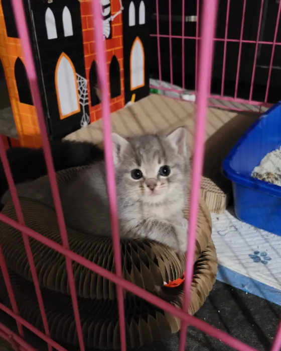 Gray kitten resting on a Kitty Kurlz cardboard scratcher inside a pink wire playpen