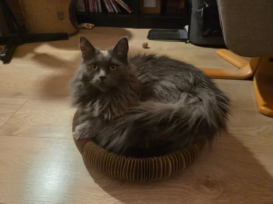Fluffy gray longhaired cat sitting inside a Kitty Kurlz scratcher ring on a wood floor