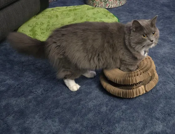 Fluffy gray cat sitting on top of folded Kitty Kurlz cardboard rings on blue carpet