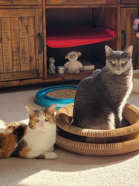 Gray cat sitting inside a Kitty Kurlz cardboard scratcher ring in a sunbeam while a calico lounges beside it