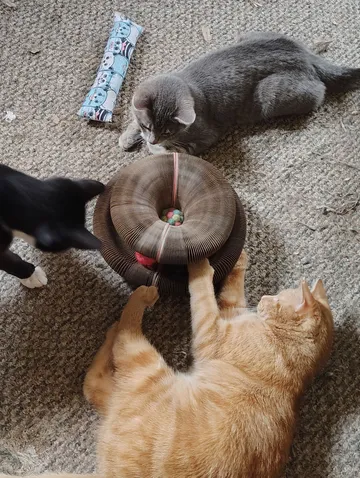 Three cats gathered around a Kitty Kurlz cardboard scratcher as an orange tabby paws at the felt balls inside