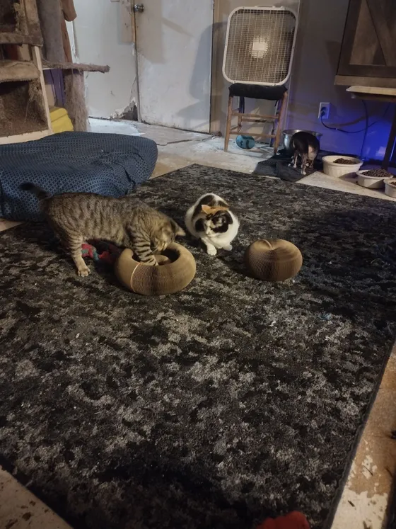 Gray tabby pawing inside a Kitty Kurlz scratcher ring while a calico watches on a dark carpet