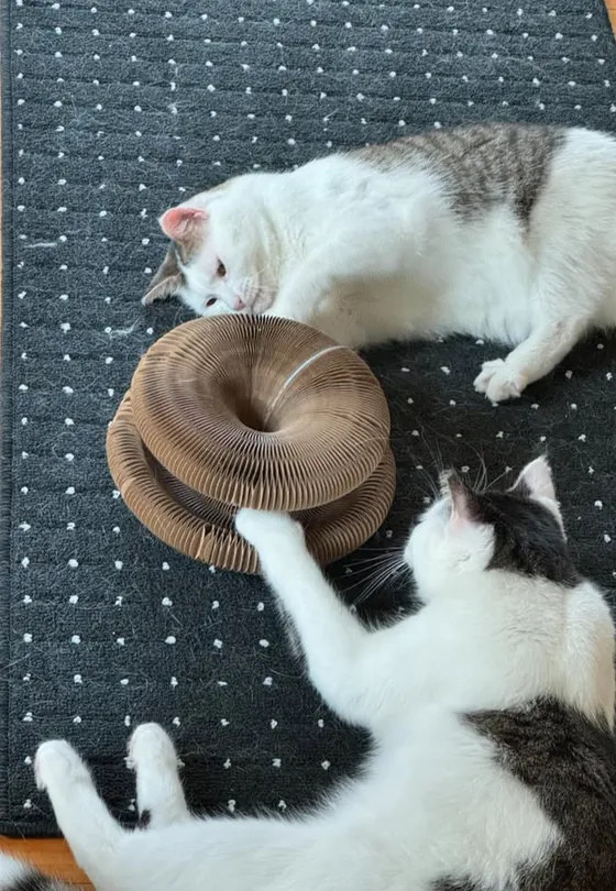 Two cats sniffing and pawing a Kitty Kurlz cardboard scratcher ring on a dark dotted rug