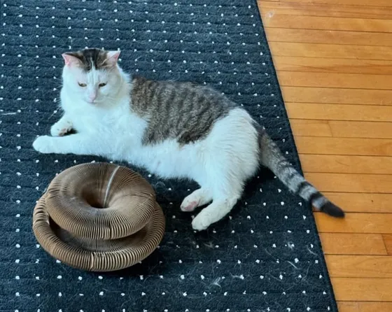 Tabby-and-white cat lounging next to a Kitty Kurlz cardboard scratcher on a dark rug