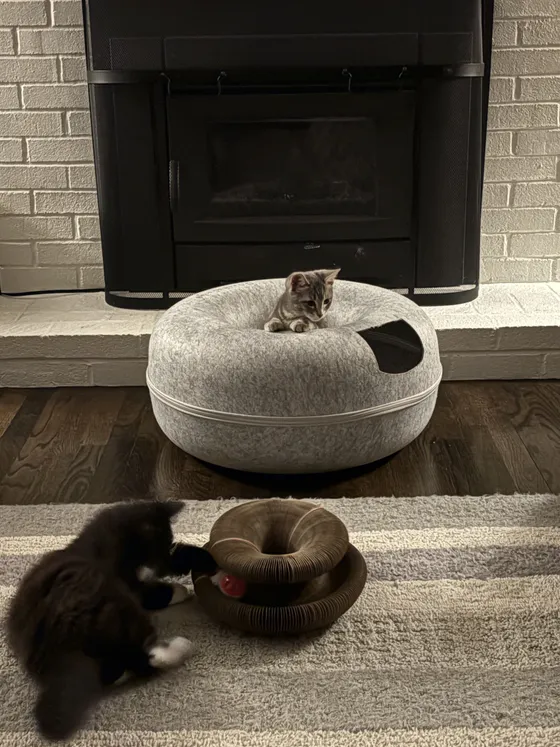 Gray kitten perched on a felt donut bed while a dark kitten plays with a Kitty Kurlz scratcher on the rug