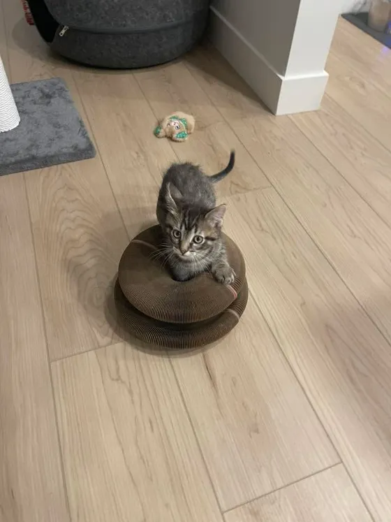 Gray tabby kitten standing with front paws inside the center hole of a Kitty Kurlz cardboard scratcher on a wood floor