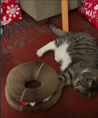 Gray tabby rolling beside a Kitty Kurlz scratcher ring near wrapped Christmas presents