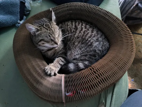 Brown tabby curled asleep inside a Kitty Kurlz cardboard scratcher ring