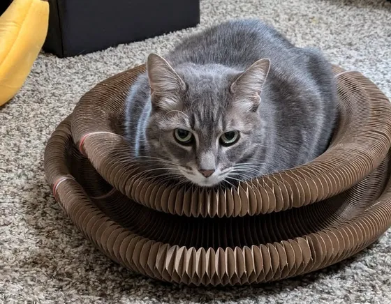 Gray tabby cat loafing on top of a Kitty Kurlz cardboard scratcher ring and staring at the camera