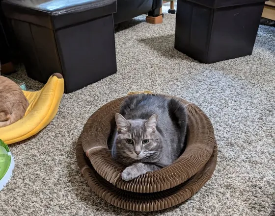 Gray tabby cat relaxing inside a stacked Kitty Kurlz cardboard scratcher on living room carpet