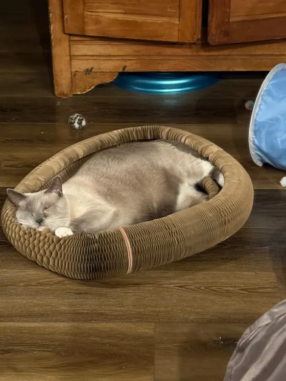 Lilac-point cat sound asleep inside an oval Kitty Kurlz cardboard scratcher on a dark wood floor