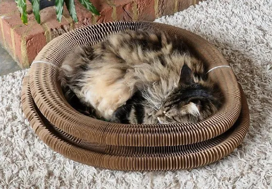Fluffy tortoiseshell cat sleeping curled inside a Kitty Kurlz cardboard scratcher ring on shag carpet