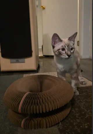 Cream lynx point kitten standing behind a stacked Kitty Kurlz cardboard scratcher in a dim room