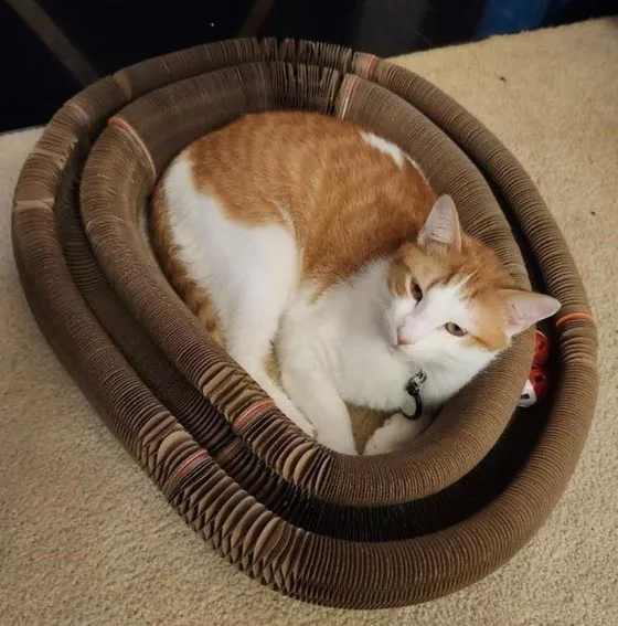 Orange-and-white cat curled up inside a Kitty Kurlz cardboard scratcher ring with rattle balls in the track
