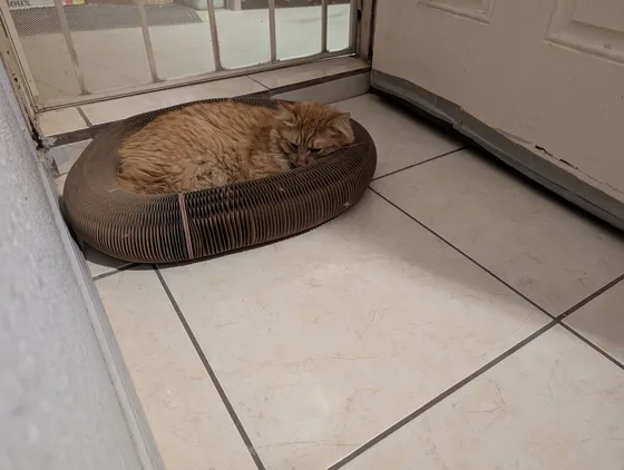Orange longhaired cat curled asleep in a Kitty Kurlz cardboard scratcher ring on tile by the door