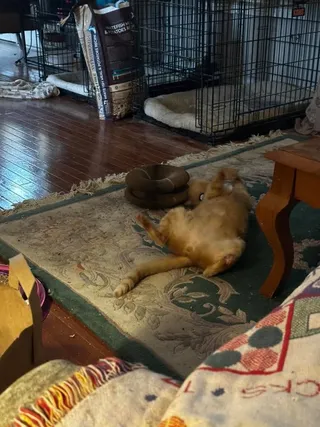 Orange cat rolling on its back on a rug beside a folded Kitty Kurlz scratcher