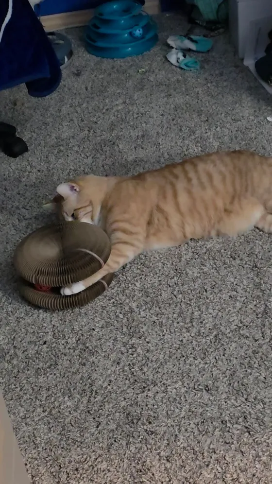 Orange tabby cat lying on the carpet batting at a folded Kitty Kurlz scratcher with a red rattle ball