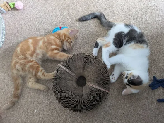 Orange tabby kitten and calico-and-white cat napping beside a Kitty Kurlz cardboard scratcher ring on beige carpet