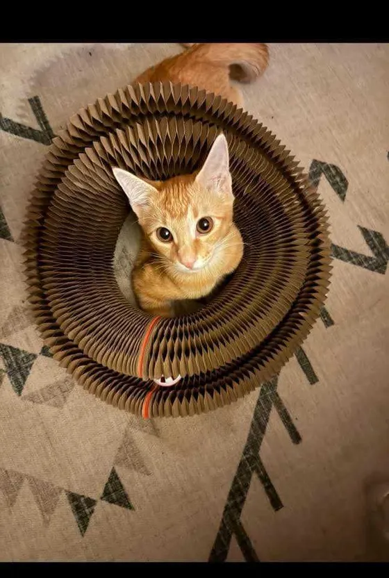 Orange tabby kitten peeking up from inside the center of a Kitty Kurlz scratcher ring