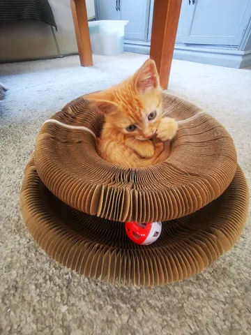 Orange tabby kitten curled inside a Kitty Kurlz scratcher with a red-and-white rattle ball in the track