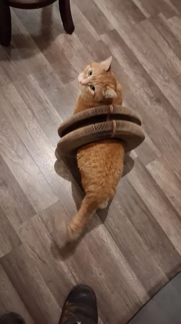 Orange tabby cat looking back while wearing two folded Kitty Kurlz cardboard rings around its body