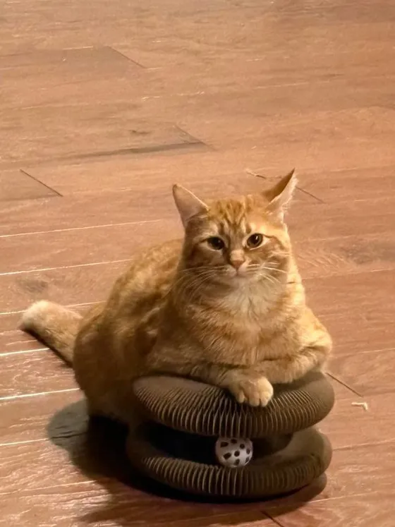 Large orange tabby perched on top of a stacked Kitty Kurlz scratcher with a rattle ball in the track
