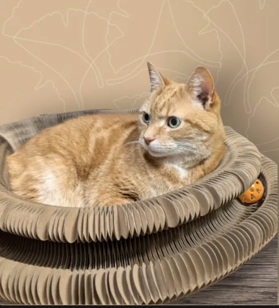 Orange tabby resting inside a Kitty Kurlz cardboard scratcher with an orange rattle ball against a beige backdrop