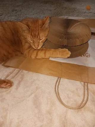 Orange tabby dozing beside a folded Kitty Kurlz cardboard scratcher on a paper shopping bag