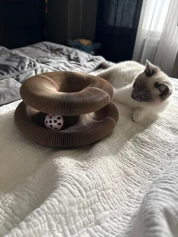 Seal point kitten lying on a white quilt beside a Kitty Kurlz cardboard scratcher ring with a red and white rattle ball
