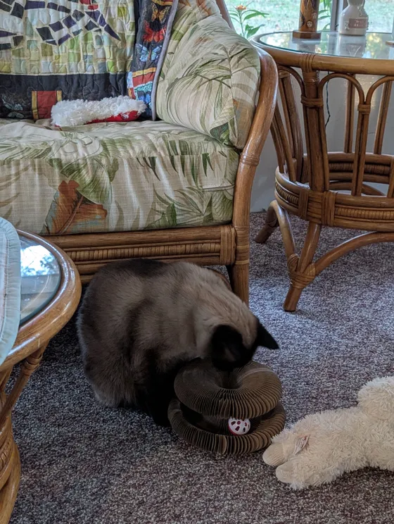 Seal point Siamese cat digging into a Kitty Kurlz cardboard scratcher ring with a red rattle ball beside a rattan chair