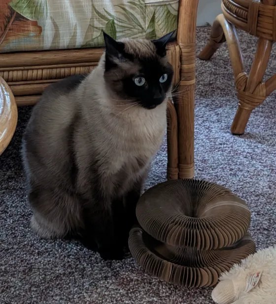 Blue-eyed Siamese cat sitting beside a folded Kitty Kurlz cardboard scratcher