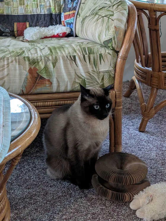 Blue-eyed Siamese cat sitting next to a folded Kitty Kurlz cardboard scratcher on a carpeted sunroom floor