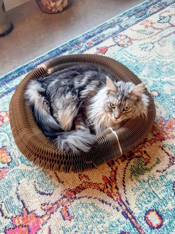Fluffy silver tabby curled inside a Kitty Kurlz cardboard scratcher ring on a colorful boho rug