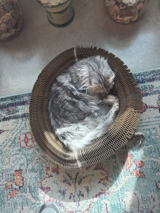 Silver tabby longhair curled asleep inside a Kitty Kurlz cardboard scratcher on a patterned rug